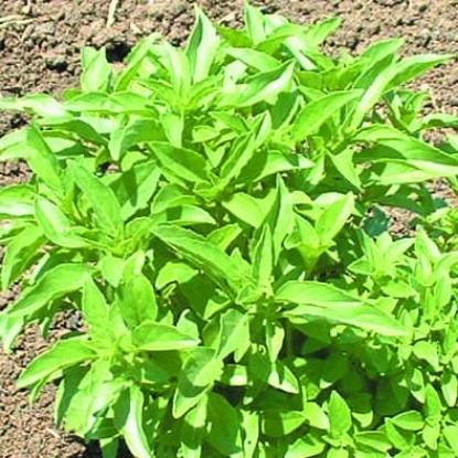 Picture of Basil Lime